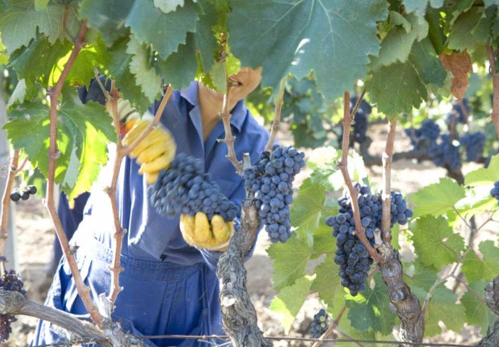 vinificazione puglia alla scoperta della tradizione